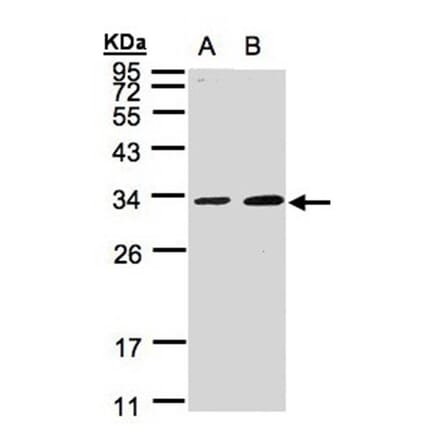 MAF1 antibody from Signalway Antibody (22052) - Antibodies.com