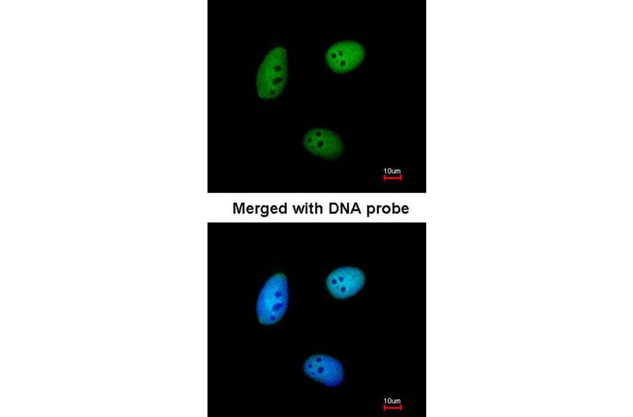 Immunofluorescence - MAF1 antibody from Signalway Antibody (22052) - Antibodies.com