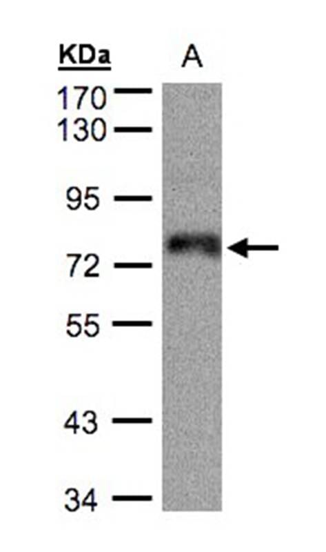 Sample (30 µg whole cell lysate) A4317.5% SDS PAGE Primary antibody diluted at 1: 500
