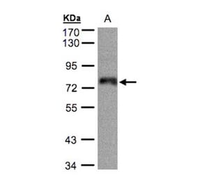 ZNF7 antibody from Signalway Antibody (22066) - Antibodies.com