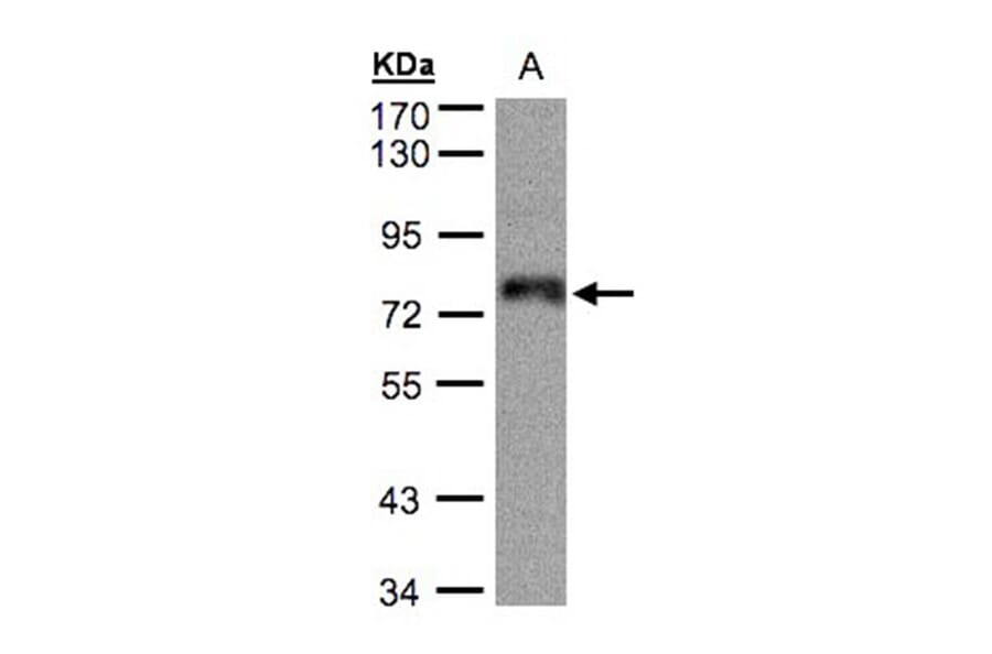 ZNF7 antibody from Signalway Antibody (22066) - Antibodies.com