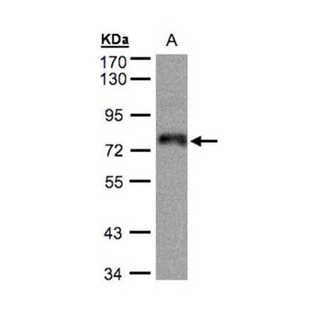 ZNF7 antibody from Signalway Antibody (22066) - Antibodies.com
