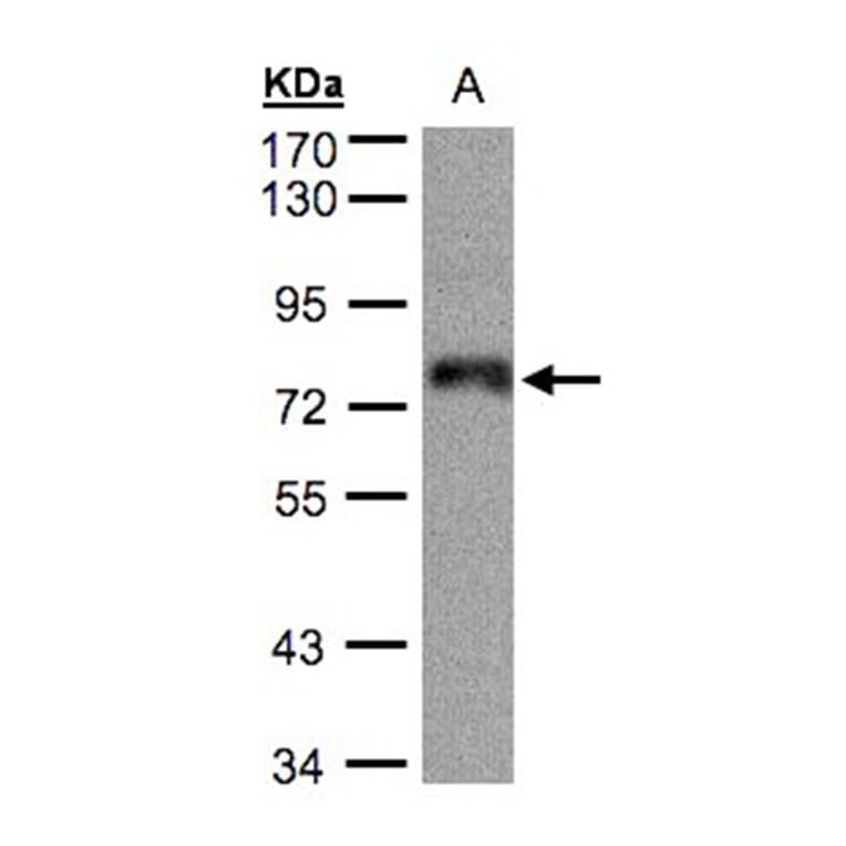 ZNF7 antibody from Signalway Antibody (22066) - Antibodies.com