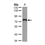 ZNF7 antibody from Signalway Antibody (22066) - Antibodies.com