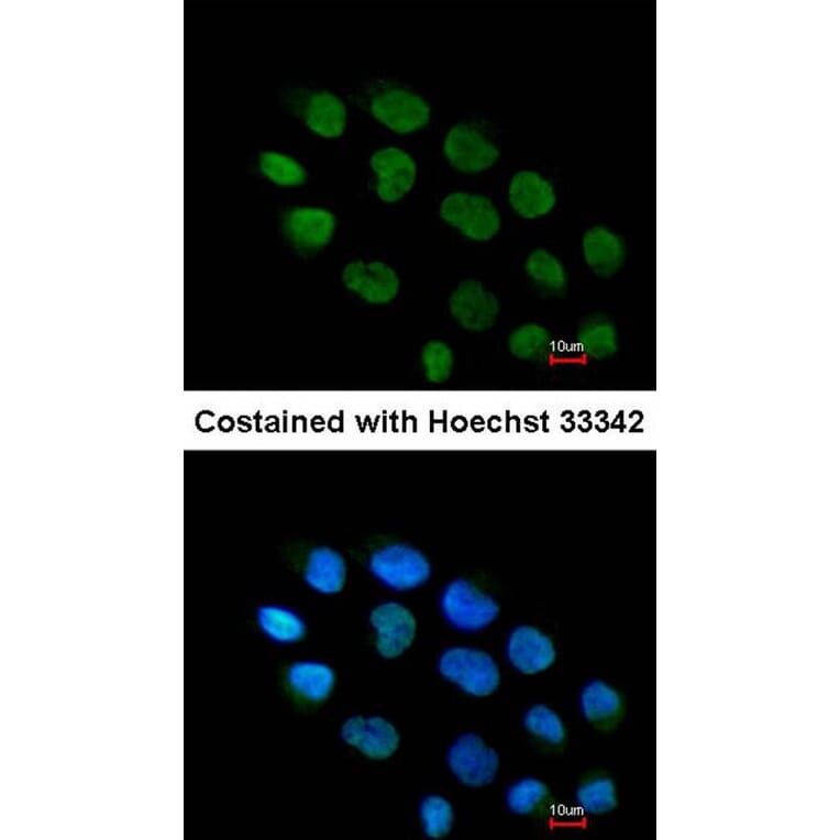 Immunofluorescence - ZNF7 antibody from Signalway Antibody (22066) - Antibodies.com