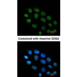 Immunofluorescence - ZNF7 antibody from Signalway Antibody (22066) - Antibodies.com