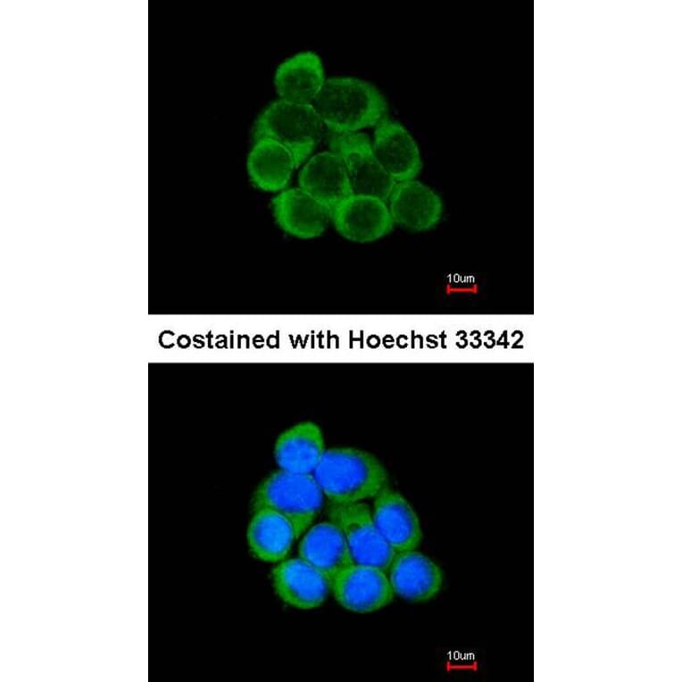 Immunofluorescence - PECR antibody from Signalway Antibody (22145) - Antibodies.com