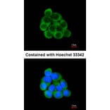 Immunofluorescence - PECR antibody from Signalway Antibody (22145) - Antibodies.com