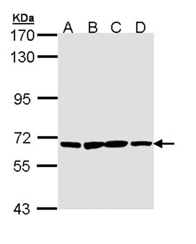 Sample (30 µg of whole cell lysate)  H1299 B: Hela C: Hep G2 D: Molt-4 7.5% SDS PAGE Primary antibody diluted at 1: 1000