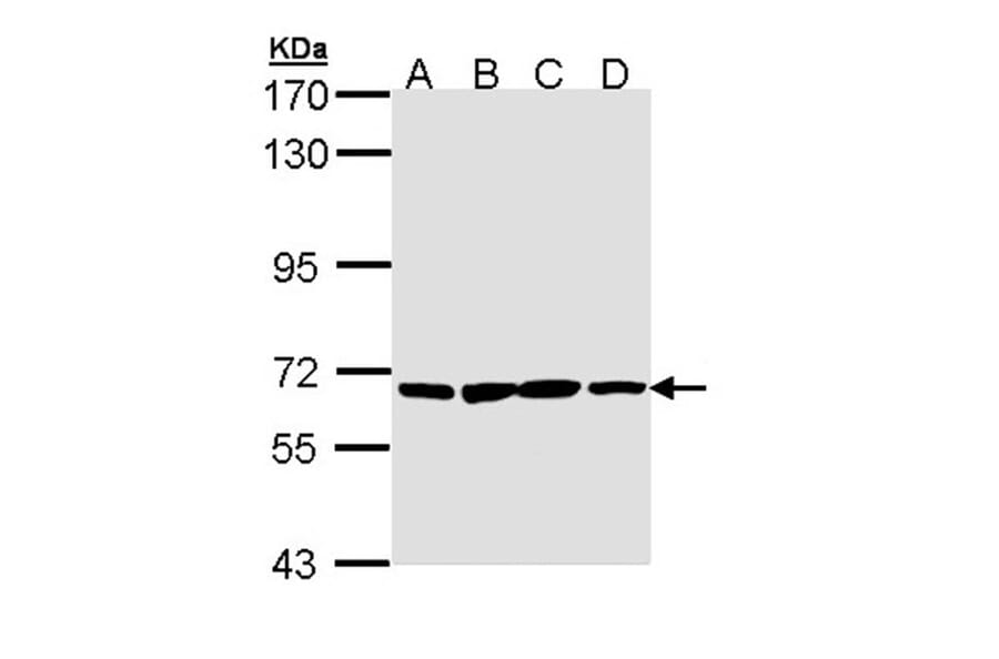 PAN3 antibody from Signalway Antibody (22199) - Antibodies.com