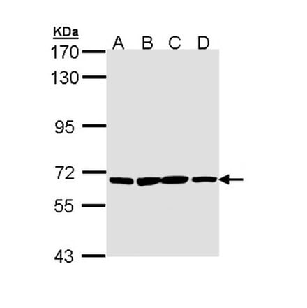 PAN3 antibody from Signalway Antibody (22199) - Antibodies.com