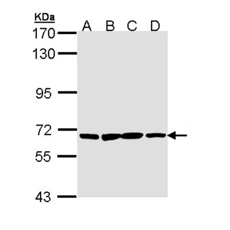 PAN3 antibody from Signalway Antibody (22199) - Antibodies.com