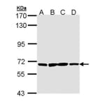 PAN3 antibody from Signalway Antibody (22199) - Antibodies.com