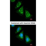 Immunofluorescence - PAN3 antibody from Signalway Antibody (22199) - Antibodies.com