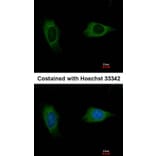 Immunofluorescence - EVC2 antibody from Signalway Antibody (22218) - Antibodies.com