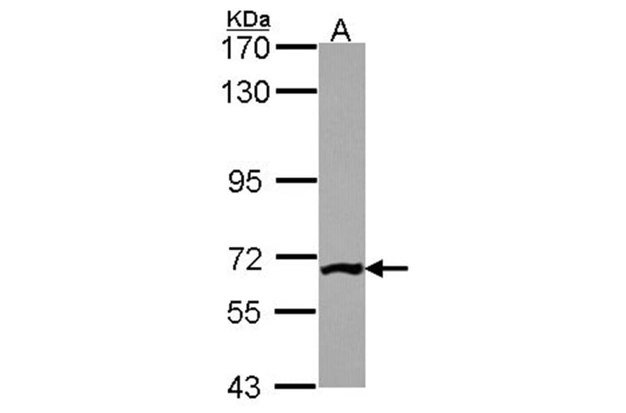 PGM3 antibody from Signalway Antibody (22244) - Antibodies.com