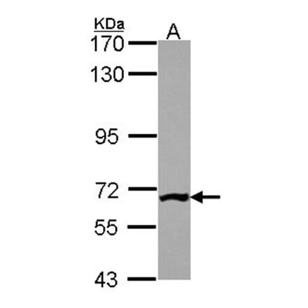 PGM3 antibody from Signalway Antibody (22244) - Antibodies.com