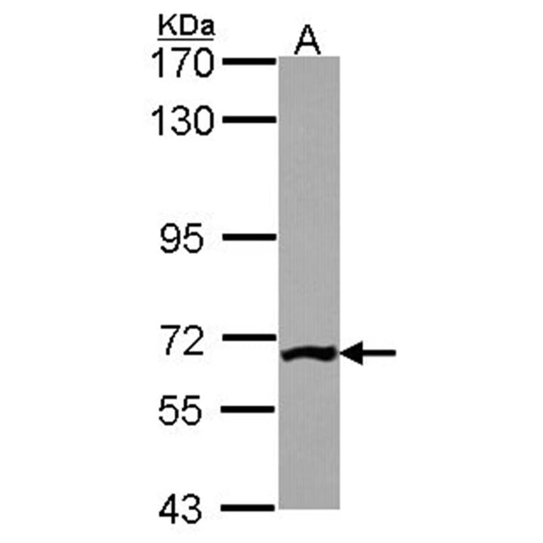 PGM3 antibody from Signalway Antibody (22244) - Antibodies.com