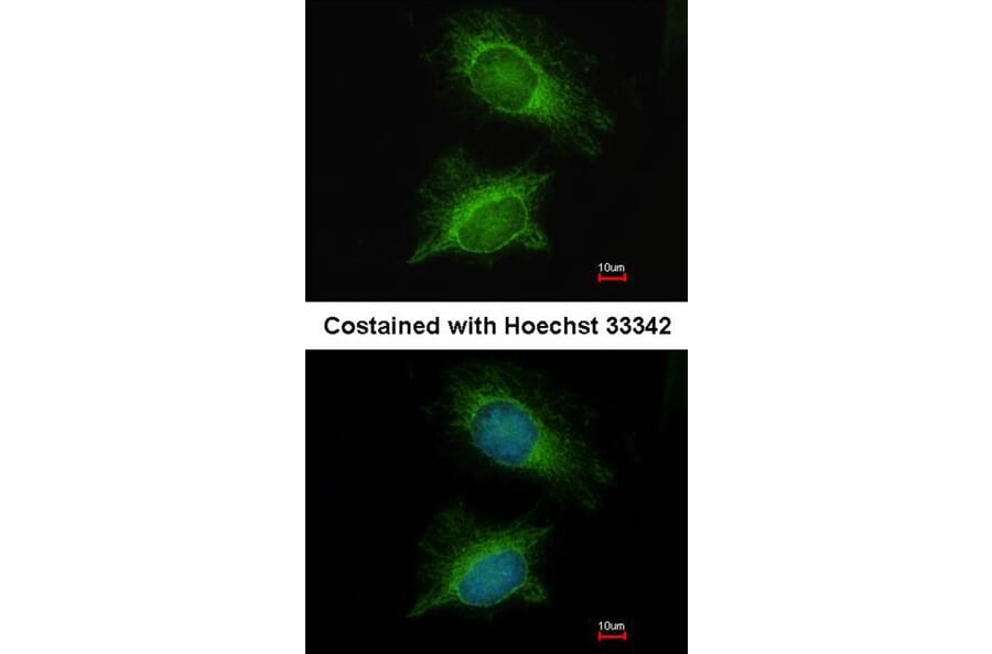 Immunofluorescence - PGM3 antibody from Signalway Antibody (22244) - Antibodies.com