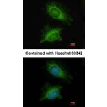 Immunofluorescence - PGM3 antibody from Signalway Antibody (22244) - Antibodies.com