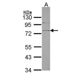 SRPX antibody from Signalway Antibody (22252) - Antibodies.com