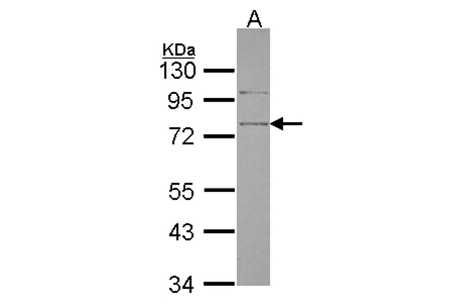 SRPX antibody from Signalway Antibody (22252) - Antibodies.com