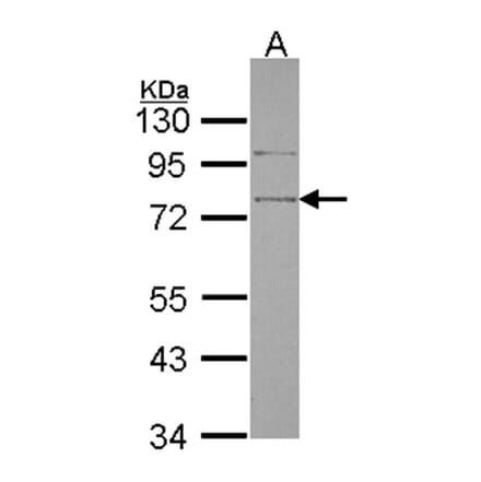 SRPX antibody from Signalway Antibody (22252) - Antibodies.com