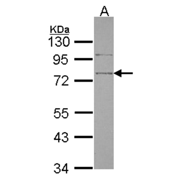 SRPX antibody from Signalway Antibody (22252) - Antibodies.com