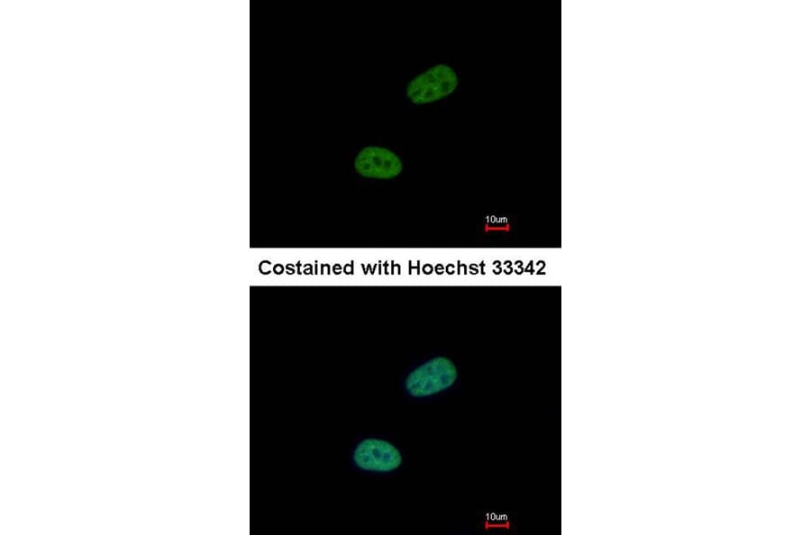 Immunofluorescence - SRPX antibody from Signalway Antibody (22252) - Antibodies.com