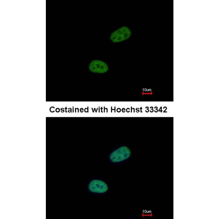 Immunofluorescence - SRPX antibody from Signalway Antibody (22252) - Antibodies.com
