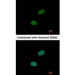 Immunofluorescence - SRPX antibody from Signalway Antibody (22252) - Antibodies.com