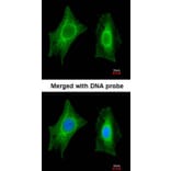 Immunofluorescence - PSPH antibody from Signalway Antibody (22302) - Antibodies.com