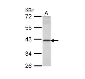 DEDD antibody from Signalway Antibody (22334) - Antibodies.com