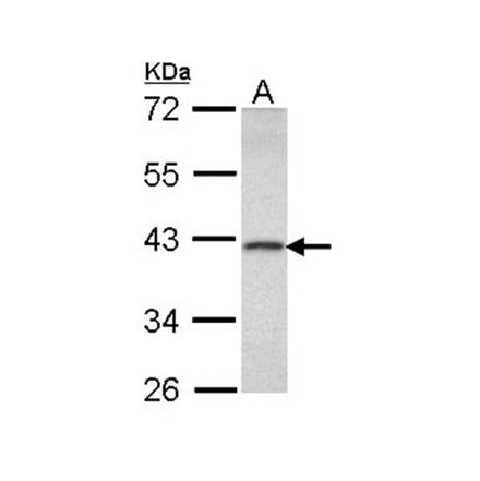 DEDD antibody from Signalway Antibody (22334) - Antibodies.com