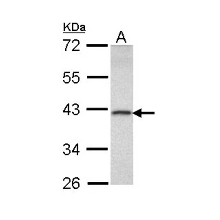 DEDD antibody from Signalway Antibody (22334) - Antibodies.com