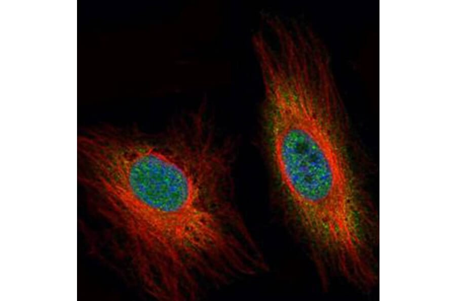 DEDD antibody from Signalway Antibody (22334) - Antibodies.com