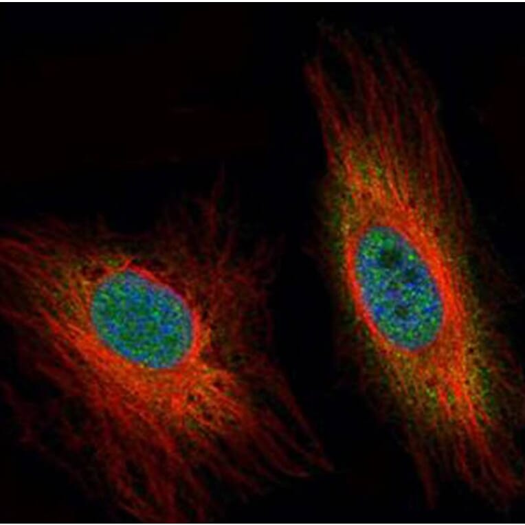 DEDD antibody from Signalway Antibody (22334) - Antibodies.com