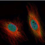 DEDD antibody from Signalway Antibody (22334) - Antibodies.com