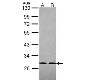 Slap antibody from Signalway Antibody (22492) - Antibodies.com