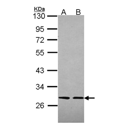 Slap antibody from Signalway Antibody (22492) - Antibodies.com