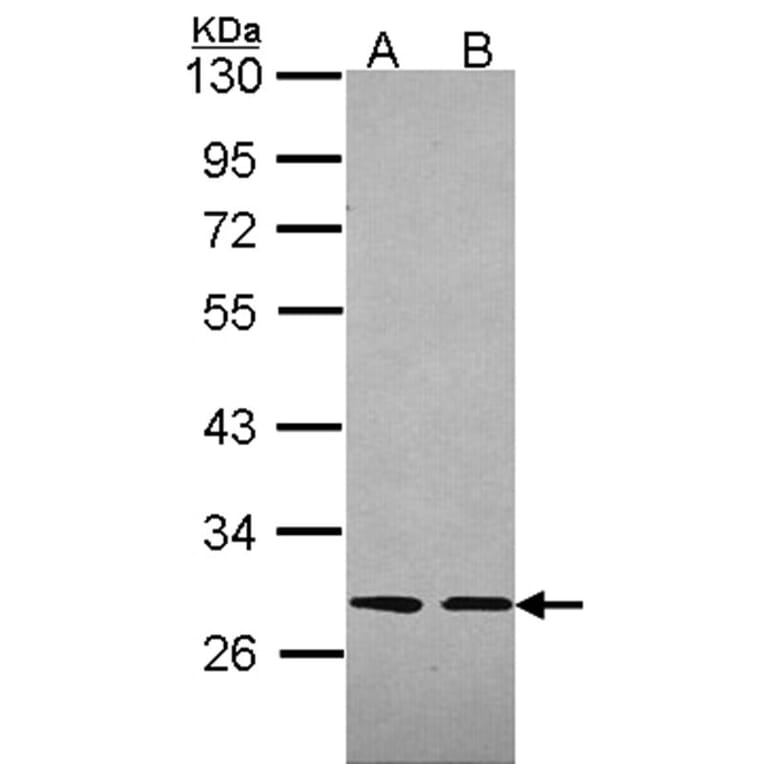 Slap antibody from Signalway Antibody (22492) - Antibodies.com