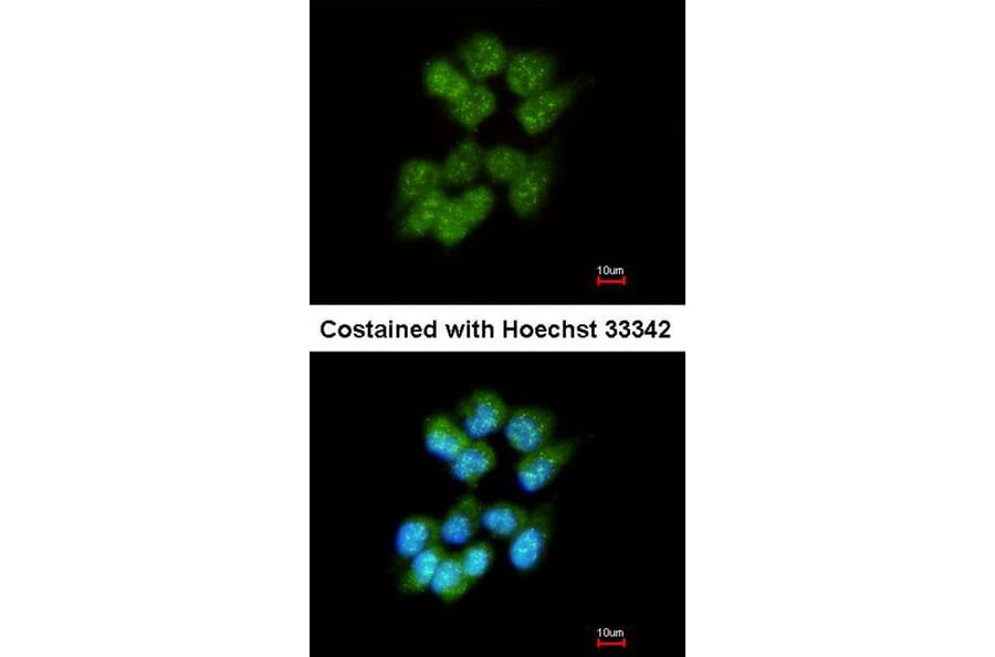 Immunofluorescence - Slap antibody from Signalway Antibody (22492) - Antibodies.com