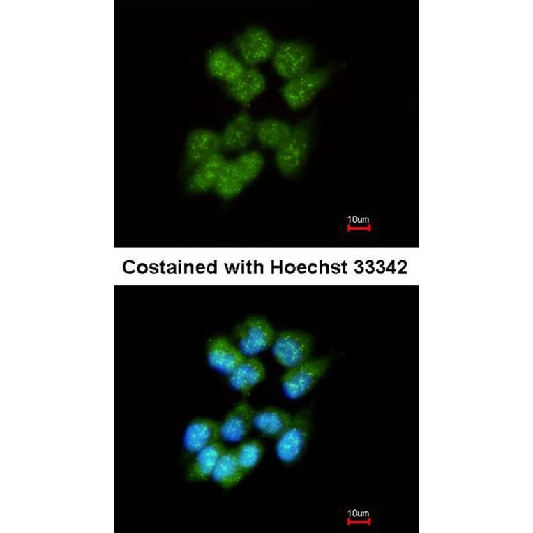 Immunofluorescence - Slap antibody from Signalway Antibody (22492) - Antibodies.com