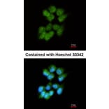 Immunofluorescence - Slap antibody from Signalway Antibody (22492) - Antibodies.com