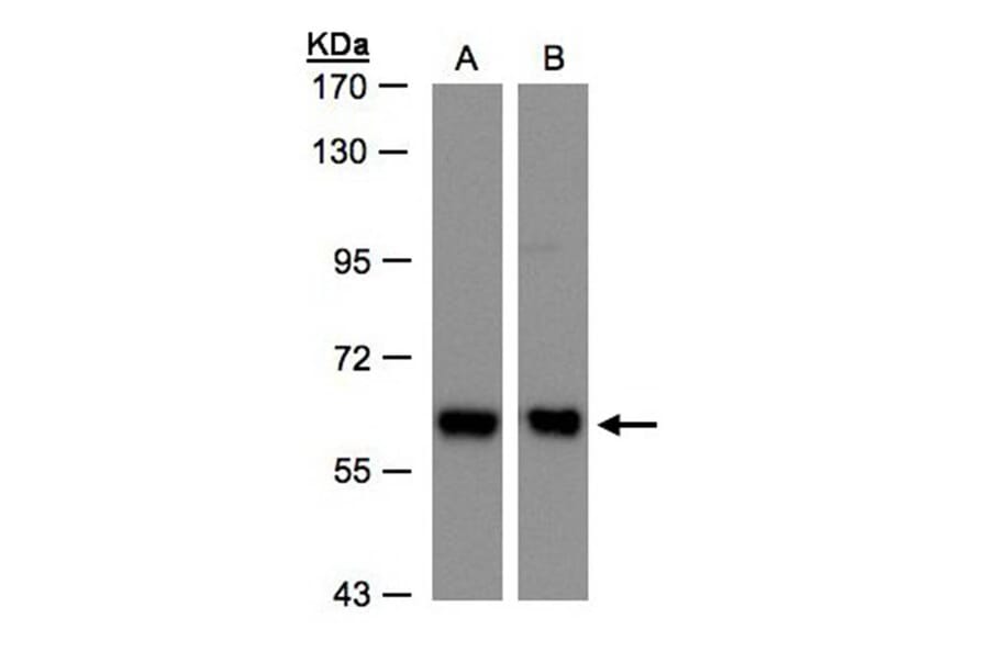 COPD antibody from Signalway Antibody (22506) - Antibodies.com