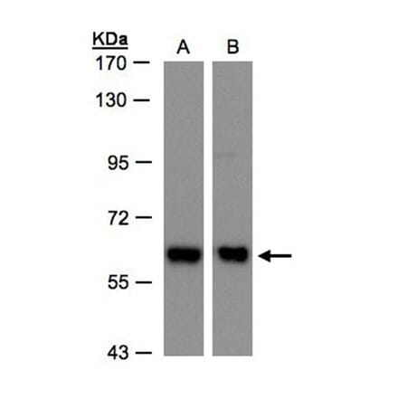 COPD antibody from Signalway Antibody (22506) - Antibodies.com