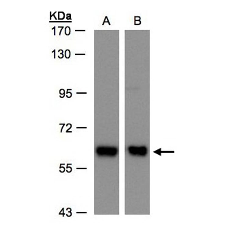 COPD antibody from Signalway Antibody (22506) - Antibodies.com