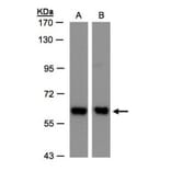 COPD antibody from Signalway Antibody (22506) - Antibodies.com