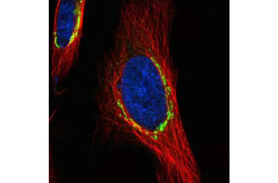 COPD antibody from Signalway Antibody (22506) - Antibodies.com