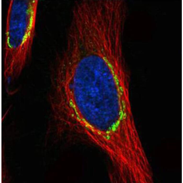 COPD antibody from Signalway Antibody (22506) - Antibodies.com